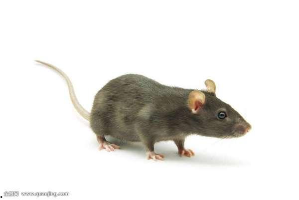 娱乐吃瓜酱灭鼠