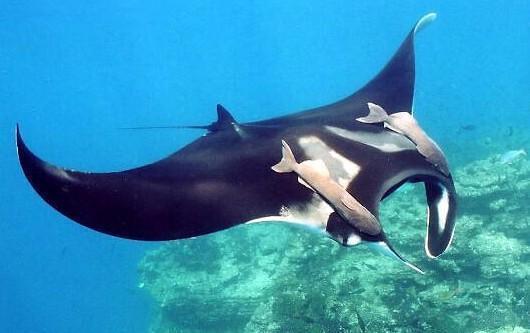 娱乐吃瓜酱魔鬼鱼