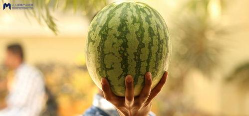 娱乐圈吃瓜西瓜,西瓜与吃瓜者的甜蜜较量