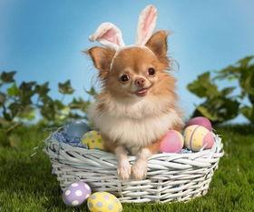 娱乐吃瓜酱小狗吉祥,小狗吉祥的欢乐日常