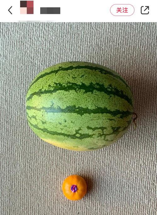 吃瓜视频最全观看